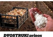 Udvostručite prinos krumpira: svakako ga dodajte u tlo prije sadnje! Udvostručite prinos krumpira: svakako ga dodajte u tlo prije sadnje! - featured image