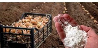 Udvostručite prinos krumpira: svakako ga dodajte u tlo prije sadnje! Udvostručite prinos krumpira: svakako ga dodajte u tlo prije sadnje! - featured image