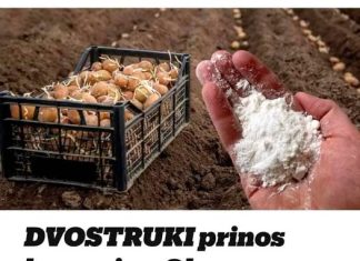 Udvostručite prinos krumpira: svakako ga dodajte u tlo prije sadnje! Udvostručite prinos krumpira: svakako ga dodajte u tlo prije sadnje! - featured image