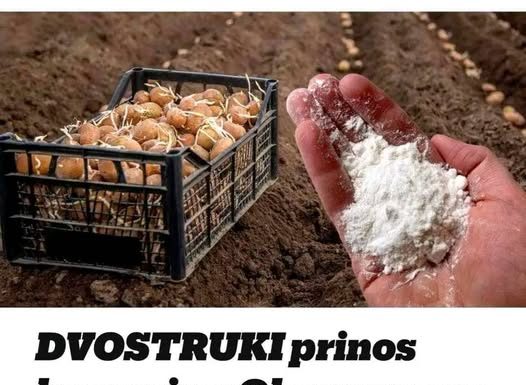 Udvostručite prinos krumpira: svakako ga dodajte u tlo prije sadnje! Udvostručite prinos krumpira: svakako ga dodajte u tlo prije sadnje! - featured image