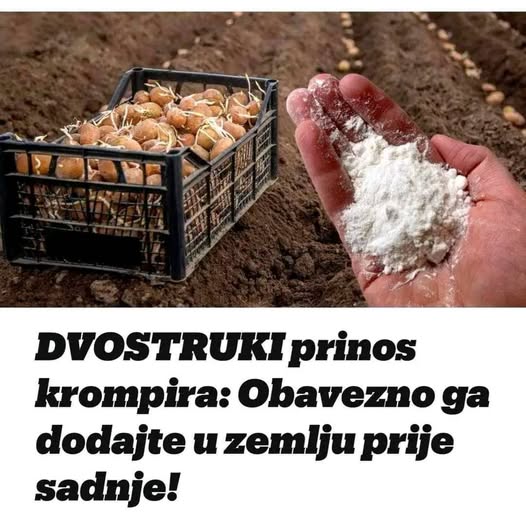 Udvostručite prinos krumpira: svakako ga dodajte u tlo prije sadnje! - featured image Udvostručite prinos krumpira: svakako ga dodajte u tlo prije sadnje! - featured image