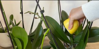 URADITE OVO ORHIDEJAMA I NOVE GRANE I LISTOVI ĆE KRENUTI: Stalno će cvjetati, a orhideja će biti zdrava i prelijepa URADITE OVO ORHIDEJAMA I NOVE GRANE I LISTOVI ĆE KRENUTI: Stalno će cvjetati, a orhideja će biti zdrava i prelijepa - featured image