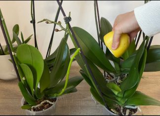 URADITE OVO ORHIDEJAMA I NOVE GRANE I LISTOVI ĆE KRENUTI: Stalno će cvjetati, a orhideja će biti zdrava i prelijepa URADITE OVO ORHIDEJAMA I NOVE GRANE I LISTOVI ĆE KRENUTI: Stalno će cvjetati, a orhideja će biti zdrava i prelijepa - featured image