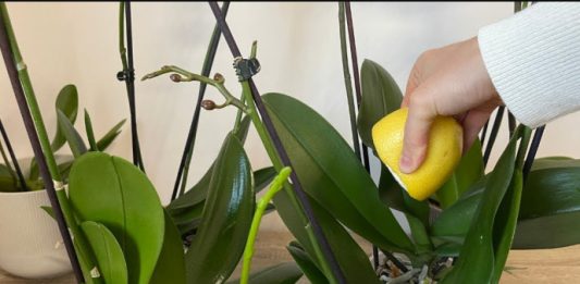 URADITE OVO ORHIDEJAMA I NOVE GRANE I LISTOVI ĆE KRENUTI: Stalno će cvjetati, a orhideja će biti zdrava i prelijepa URADITE OVO ORHIDEJAMA I NOVE GRANE I LISTOVI ĆE KRENUTI: Stalno će cvjetati, a orhideja će biti zdrava i prelijepa - featured image