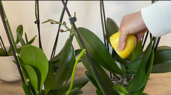 URADITE OVO ORHIDEJAMA I NOVE GRANE I LISTOVI ĆE KRENUTI: Stalno će cvjetati, a orhideja će biti zdrava i prelijepa URADITE OVO ORHIDEJAMA I NOVE GRANE I LISTOVI ĆE KRENUTI: Stalno će cvjetati, a orhideja će biti zdrava i prelijepa - featured image