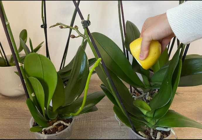 URADITE OVO ORHIDEJAMA I NOVE GRANE I LISTOVI ĆE KRENUTI: Stalno će cvjetati, a orhideja će biti zdrava i prelijepa - featured image URADITE OVO ORHIDEJAMA I NOVE GRANE I LISTOVI ĆE KRENUTI: Stalno će cvjetati, a orhideja će biti zdrava i prelijepa - featured image