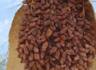 NAJZDRAVIJA NAMIRNICA NA PLANETI: Uspješno snižava krvni pritisak te sprječava srčani i moždani udar ! NAJZDRAVIJA NAMIRNICA NA PLANETI: Uspješno snižava krvni pritisak te sprječava srčani i moždani udar ! - featured image