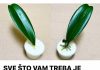 SVE ŠTO VAM TREBA JE PIRINAČ: Listovi orhideje odmah se ukorijene i cvjetaju tokom cijele godine!