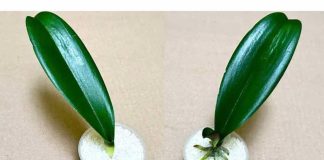 SVE ŠTO VAM TREBA JE PIRINAČ: Listovi orhideje odmah se ukorijene i cvjetaju tokom cijele godine!