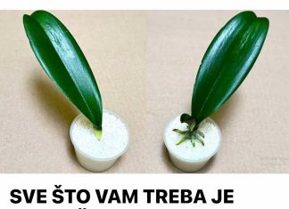 SVE ŠTO VAM TREBA JE PIRINAČ: Listovi orhideje odmah se ukorijene i cvjetaju tokom cijele godine!
