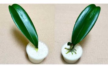 SVE ŠTO VAM TREBA JE PIRINAČ: Listovi orhideje odmah se ukorijene i cvjetaju tokom cijele godine!