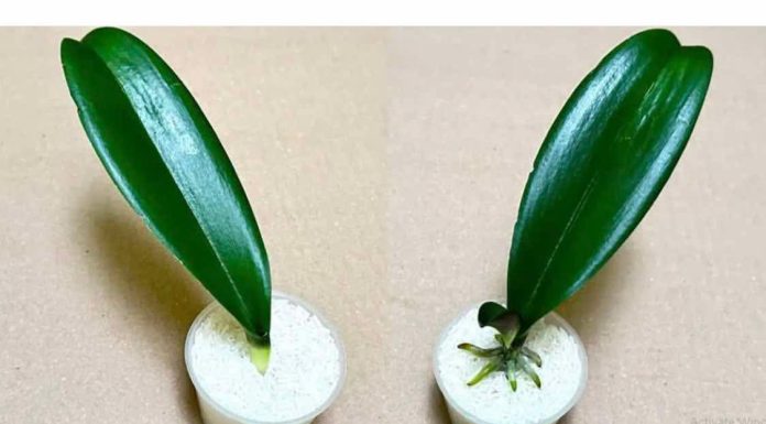 SVE ŠTO VAM TREBA JE PIRINAČ: Listovi orhideje odmah se ukorijene i cvjetaju tokom cijele godine!