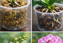 KAK0 UZGAJATI 0RHIDEJE IZ LIŠĆA Recipes-Advices - featured image