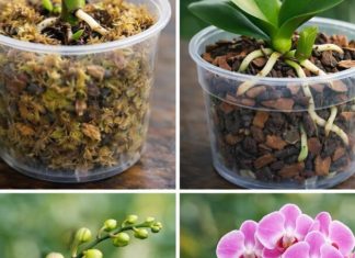 KAK0 UZGAJATI 0RHIDEJE IZ LIŠĆA Recipes-Advices - featured image