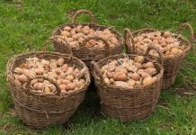 Djed ga je uvijek bacao u vreću s krompirom i trajali su do sljedeće žetve: Nijedan nije proklijao! Djed ga je uvijek bacao u vreću s krompirom i trajali su do sljedeće žetve: Nijedan nije proklijao! - featured image