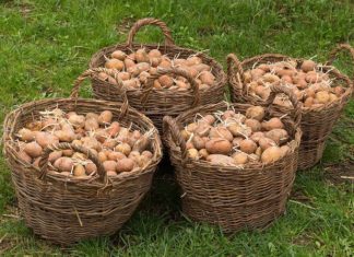 Djed ga je uvijek bacao u vreću s krompirom i trajali su do sljedeće žetve: Nijedan nije proklijao! Djed ga je uvijek bacao u vreću s krompirom i trajali su do sljedeće žetve: Nijedan nije proklijao! - featured image