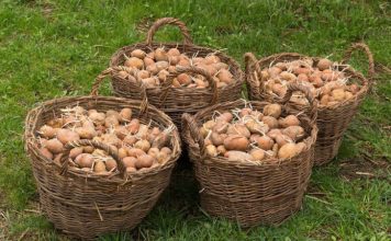 Djed ga je uvijek bacao u vreću s krompirom i trajali su do sljedeće žetve: Nijedan nije proklijao! Djed ga je uvijek bacao u vreću s krompirom i trajali su do sljedeće žetve: Nijedan nije proklijao! - featured image