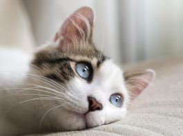 Mačka je pravi lek za čoveka: 7 bolesti koje samo maca može da izleči! Mačka je pravi lek za čoveka: 7 bolesti koje samo maca može da izleči! - featured image