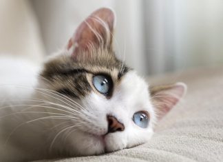 Mačka je pravi lek za čoveka: 7 bolesti koje samo maca može da izleči! Mačka je pravi lek za čoveka: 7 bolesti koje samo maca može da izleči! - featured image