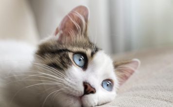 Mačka je pravi lek za čoveka: 7 bolesti koje samo maca može da izleči! Mačka je pravi lek za čoveka: 7 bolesti koje samo maca može da izleči! - featured image