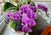 Nikada neće uvenuti: Orhideje ne zalijevajte vodom, VEĆ OVOM TEČNOŠĆU Nikada neće uvenuti: Orhideje ne zalijevajte vodom, VEĆ OVOM TEČNOŠĆU - featured image