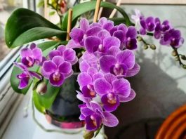 Nikada neće uvenuti: Orhideje ne zalijevajte vodom, VEĆ OVOM TEČNOŠĆU Nikada neće uvenuti: Orhideje ne zalijevajte vodom, VEĆ OVOM TEČNOŠĆU - featured image