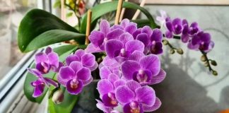 Nikada neće uvenuti: Orhideje ne zalijevajte vodom, VEĆ OVOM TEČNOŠĆU Nikada neće uvenuti: Orhideje ne zalijevajte vodom, VEĆ OVOM TEČNOŠĆU - featured image