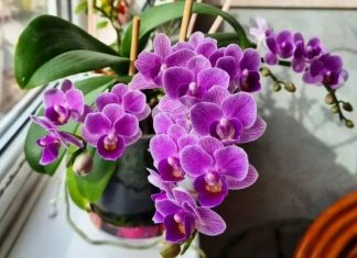 Nikada neće uvenuti: Orhideje ne zalijevajte vodom, VEĆ OVOM TEČNOŠĆU Nikada neće uvenuti: Orhideje ne zalijevajte vodom, VEĆ OVOM TEČNOŠĆU - featured image