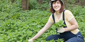 OVO JE DAR OD BOGA: Sprječava Rak, Umanjuje Prostatu, A Liječi Čak I Dijabetes OVO JE DAR OD BOGA: Sprječava Rak, Umanjuje Prostatu, A Liječi Čak I Dijabetes - featured image