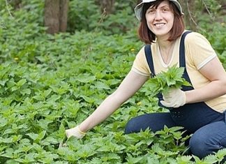 OVO JE DAR OD BOGA: Sprječava Rak, Umanjuje Prostatu, A Liječi Čak I Dijabetes OVO JE DAR OD BOGA: Sprječava Rak, Umanjuje Prostatu, A Liječi Čak I Dijabetes - featured image