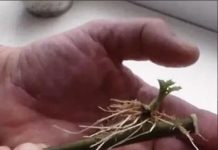 SAMO 1 kašičica na litar vode, pa čak i suhi štap će se ukorijeniti: Stari vrtlarski TRIK! SAMO 1 kašičica na litar vode, pa čak i suhi štap će se ukorijeniti: Stari vrtlarski TRIK! - featured image