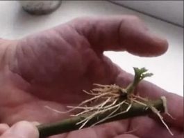 SAMO 1 kašičica na litar vode, pa čak i suhi štap će se ukorijeniti: Stari vrtlarski TRIK! SAMO 1 kašičica na litar vode, pa čak i suhi štap će se ukorijeniti: Stari vrtlarski TRIK! - featured image