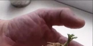 SAMO 1 kašičica na litar vode, pa čak i suhi štap će se ukorijeniti: Stari vrtlarski TRIK! SAMO 1 kašičica na litar vode, pa čak i suhi štap će se ukorijeniti: Stari vrtlarski TRIK! - featured image