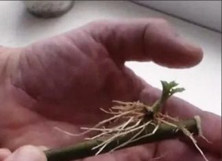 SAMO 1 kašičica na litar vode, pa čak i suhi štap će se ukorijeniti: Stari vrtlarski TRIK! SAMO 1 kašičica na litar vode, pa čak i suhi štap će se ukorijeniti: Stari vrtlarski TRIK! - featured image