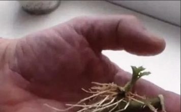 SAMO 1 kašičica na litar vode, pa čak i suhi štap će se ukorijeniti: Stari vrtlarski TRIK! SAMO 1 kašičica na litar vode, pa čak i suhi štap će se ukorijeniti: Stari vrtlarski TRIK! - featured image