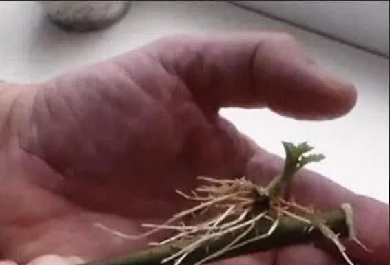 SAMO 1 kašičica na litar vode, pa čak i suhi štap će se ukorijeniti: Stari vrtlarski TRIK! SAMO 1 kašičica na litar vode, pa čak i suhi štap će se ukorijeniti: Stari vrtlarski TRIK! - featured image