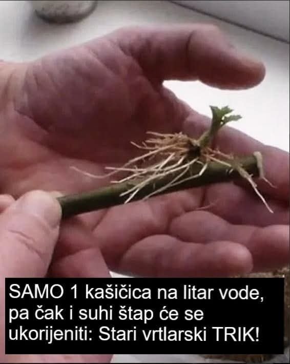 SAMO 1 kašičica na litar vode, pa čak i suhi štap će se ukorijeniti: Stari vrtlarski TRIK! - featured image SAMO 1 kašičica na litar vode, pa čak i suhi štap će se ukorijeniti: Stari vrtlarski TRIK! - featured image