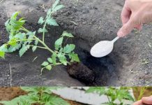 Ako želite da dobijete jaku žetvu dobrog, zrelog paradajza u svom vrtu, potrebno je da dodate ovaj sastojak zemlji. DOVOLJNA JE ŠAKA I GOTOVI STE! Ako želite da dobijete jaku žetvu dobrog, zrelog paradajza u svom vrtu, potrebno je da dodate ovaj sastojak zemlji. DOVOLJNA JE ŠAKA I GOTOVI STE! - featured image