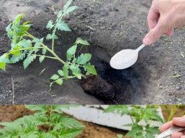 Ako želite da dobijete jaku žetvu dobrog, zrelog paradajza u svom vrtu, potrebno je da dodate ovaj sastojak zemlji. DOVOLJNA JE ŠAKA I GOTOVI STE! Ako želite da dobijete jaku žetvu dobrog, zrelog paradajza u svom vrtu, potrebno je da dodate ovaj sastojak zemlji. DOVOLJNA JE ŠAKA I GOTOVI STE! - featured image