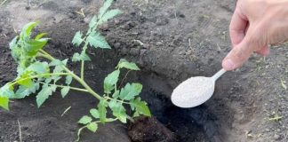 Ako želite da dobijete jaku žetvu dobrog, zrelog paradajza u svom vrtu, potrebno je da dodate ovaj sastojak zemlji. DOVOLJNA JE ŠAKA I GOTOVI STE! Ako želite da dobijete jaku žetvu dobrog, zrelog paradajza u svom vrtu, potrebno je da dodate ovaj sastojak zemlji. DOVOLJNA JE ŠAKA I GOTOVI STE! - featured image