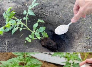 Ako želite da dobijete jaku žetvu dobrog, zrelog paradajza u svom vrtu, potrebno je da dodate ovaj sastojak zemlji. DOVOLJNA JE ŠAKA I GOTOVI STE! Ako želite da dobijete jaku žetvu dobrog, zrelog paradajza u svom vrtu, potrebno je da dodate ovaj sastojak zemlji. DOVOLJNA JE ŠAKA I GOTOVI STE! - featured image