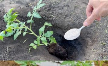 Ako želite da dobijete jaku žetvu dobrog, zrelog paradajza u svom vrtu, potrebno je da dodate ovaj sastojak zemlji. DOVOLJNA JE ŠAKA I GOTOVI STE! Ako želite da dobijete jaku žetvu dobrog, zrelog paradajza u svom vrtu, potrebno je da dodate ovaj sastojak zemlji. DOVOLJNA JE ŠAKA I GOTOVI STE! - featured image