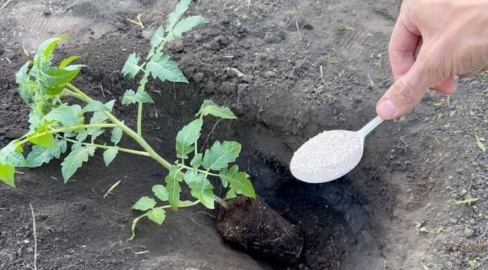 Ako želite da dobijete jaku žetvu dobrog, zrelog paradajza u svom vrtu, potrebno je da dodate ovaj sastojak zemlji. DOVOLJNA JE ŠAKA I GOTOVI STE! Ako želite da dobijete jaku žetvu dobrog, zrelog paradajza u svom vrtu, potrebno je da dodate ovaj sastojak zemlji. DOVOLJNA JE ŠAKA I GOTOVI STE! - featured image