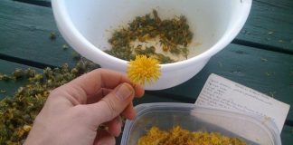 Maslačak liječi rak, hepatitis, jetru, bubrege, želudac: Pogledajte kako ga pripremiti Maslačak liječi rak, hepatitis, jetru, bubrege, želudac: Pogledajte kako ga pripremiti - featured image