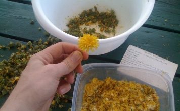 Maslačak liječi rak, hepatitis, jetru, bubrege, želudac: Pogledajte kako ga pripremiti Maslačak liječi rak, hepatitis, jetru, bubrege, želudac: Pogledajte kako ga pripremiti - featured image