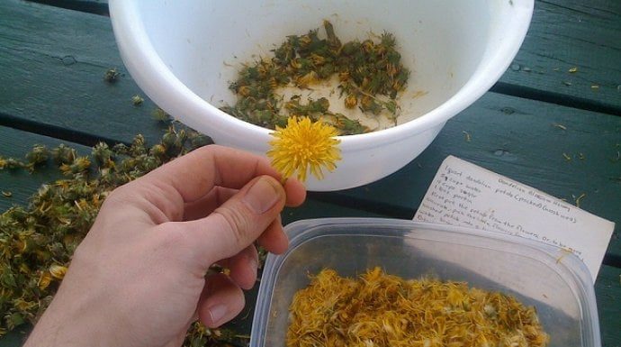 Maslačak liječi rak, hepatitis, jetru, bubrege, želudac: Pogledajte kako ga pripremiti Maslačak liječi rak, hepatitis, jetru, bubrege, želudac: Pogledajte kako ga pripremiti - featured image