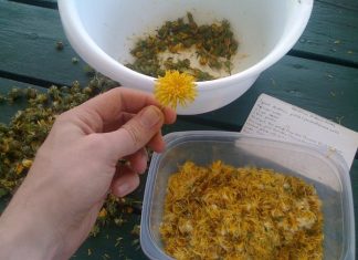 Maslačak liječi rak, hepatitis, jetru, bubrege, želudac: Pogledajte kako ga pripremiti Maslačak liječi rak, hepatitis, jetru, bubrege, želudac: Pogledajte kako ga pripremiti - featured image