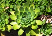 SVAKI DAN PO JEDAN LIST ČUVARKUĆE ČINI ČUDA U ORGANIZMU: Rezultat će vas oduševiti, evo kako PRAVILNO konzumirati! SVAKI DAN PO JEDAN LIST ČUVARKUĆE ČINI ČUDA U ORGANIZMU: Rezultat će vas oduševiti, evo kako PRAVILNO konzumirati! - featured image