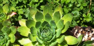 SVAKI DAN PO JEDAN LIST ČUVARKUĆE ČINI ČUDA U ORGANIZMU: Rezultat će vas oduševiti, evo kako PRAVILNO konzumirati! SVAKI DAN PO JEDAN LIST ČUVARKUĆE ČINI ČUDA U ORGANIZMU: Rezultat će vas oduševiti, evo kako PRAVILNO konzumirati! - featured image