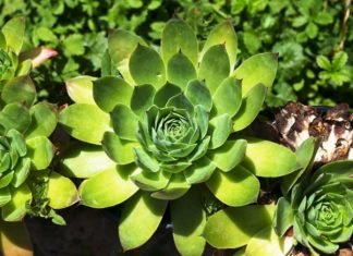 SVAKI DAN PO JEDAN LIST ČUVARKUĆE ČINI ČUDA U ORGANIZMU: Rezultat će vas oduševiti, evo kako PRAVILNO konzumirati! SVAKI DAN PO JEDAN LIST ČUVARKUĆE ČINI ČUDA U ORGANIZMU: Rezultat će vas oduševiti, evo kako PRAVILNO konzumirati! - featured image